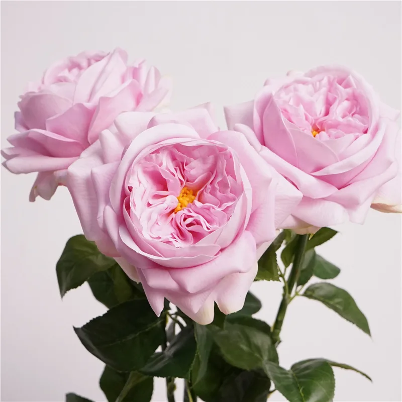 Miniature 5