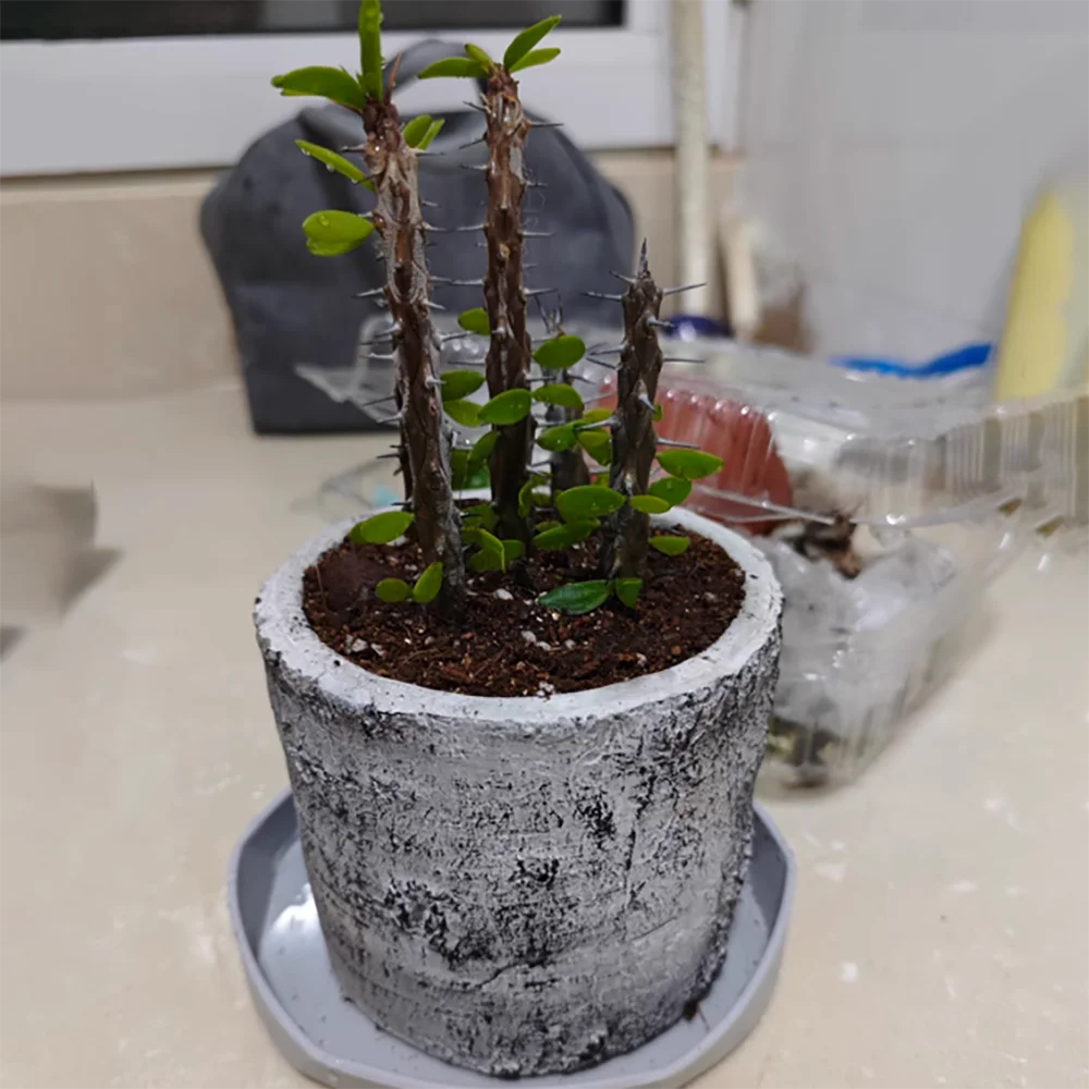 Miniature 4